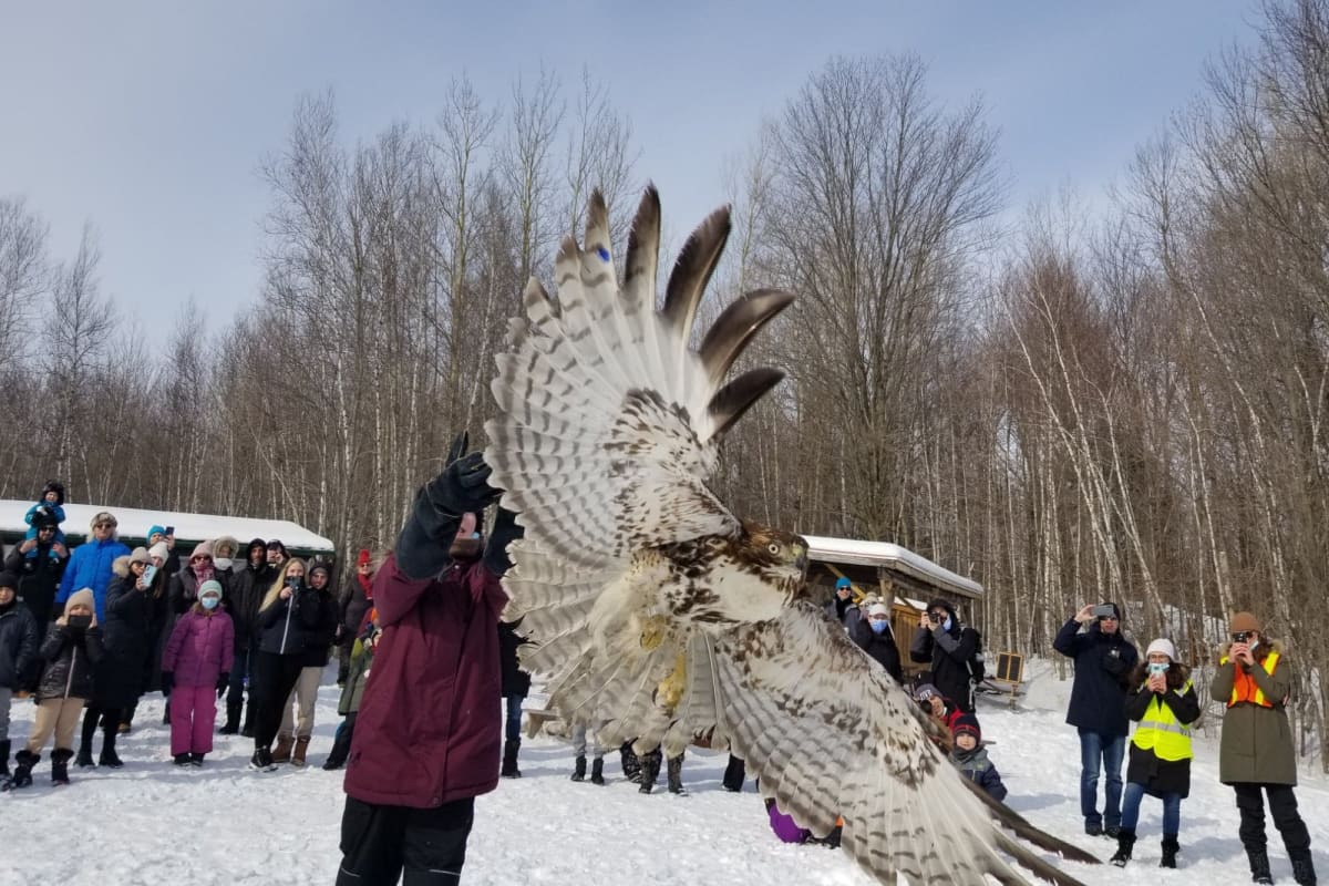 Oiseau à Chouette à voir en hiver.