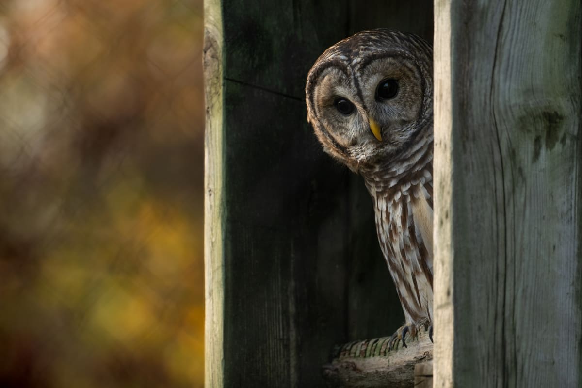 Owl at Zoo Ecomuseum.