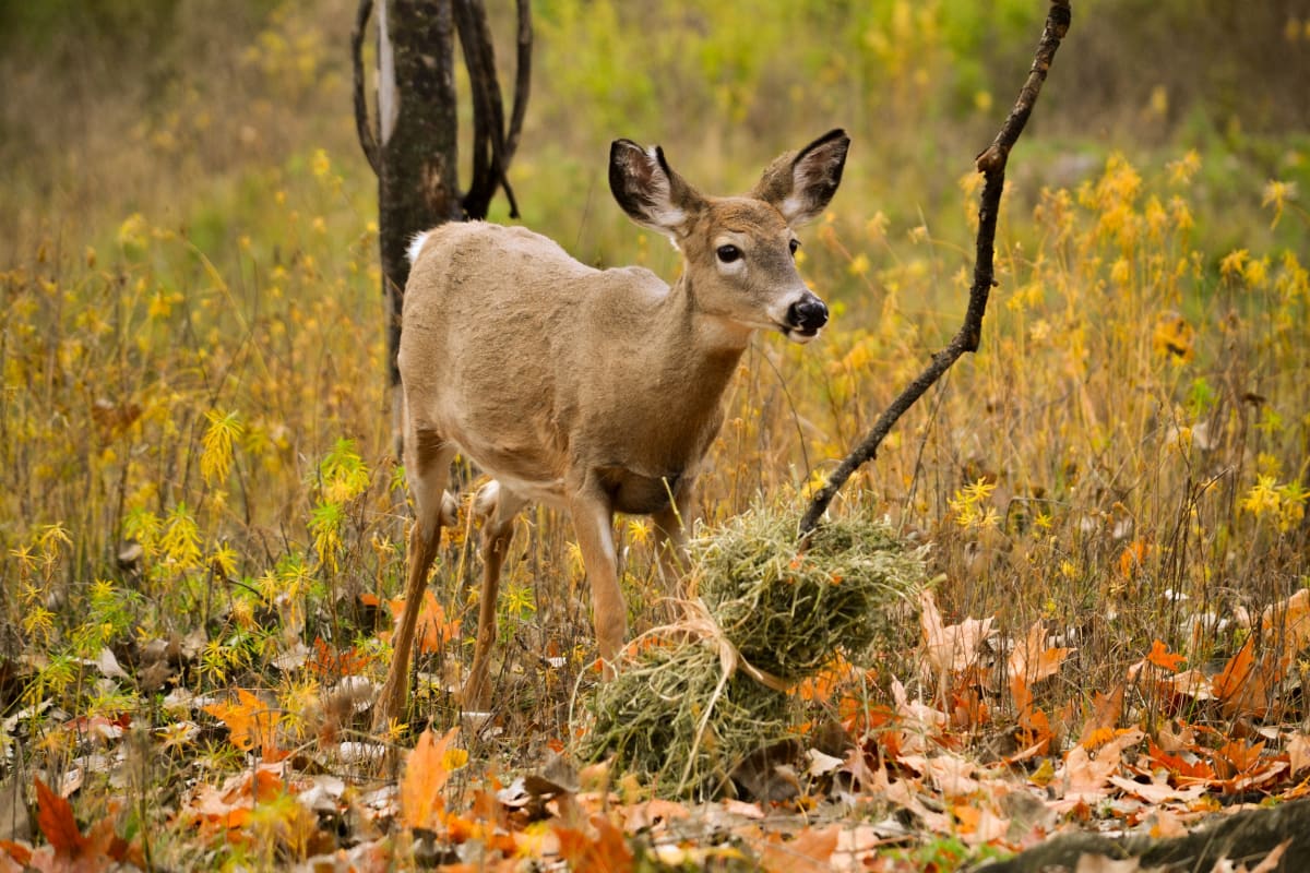 Deer at Zoo Ecomuseum.