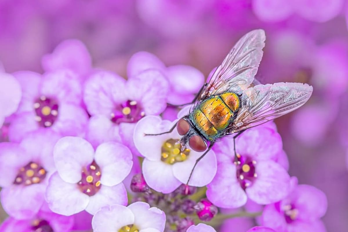 A bee on a purple flower.