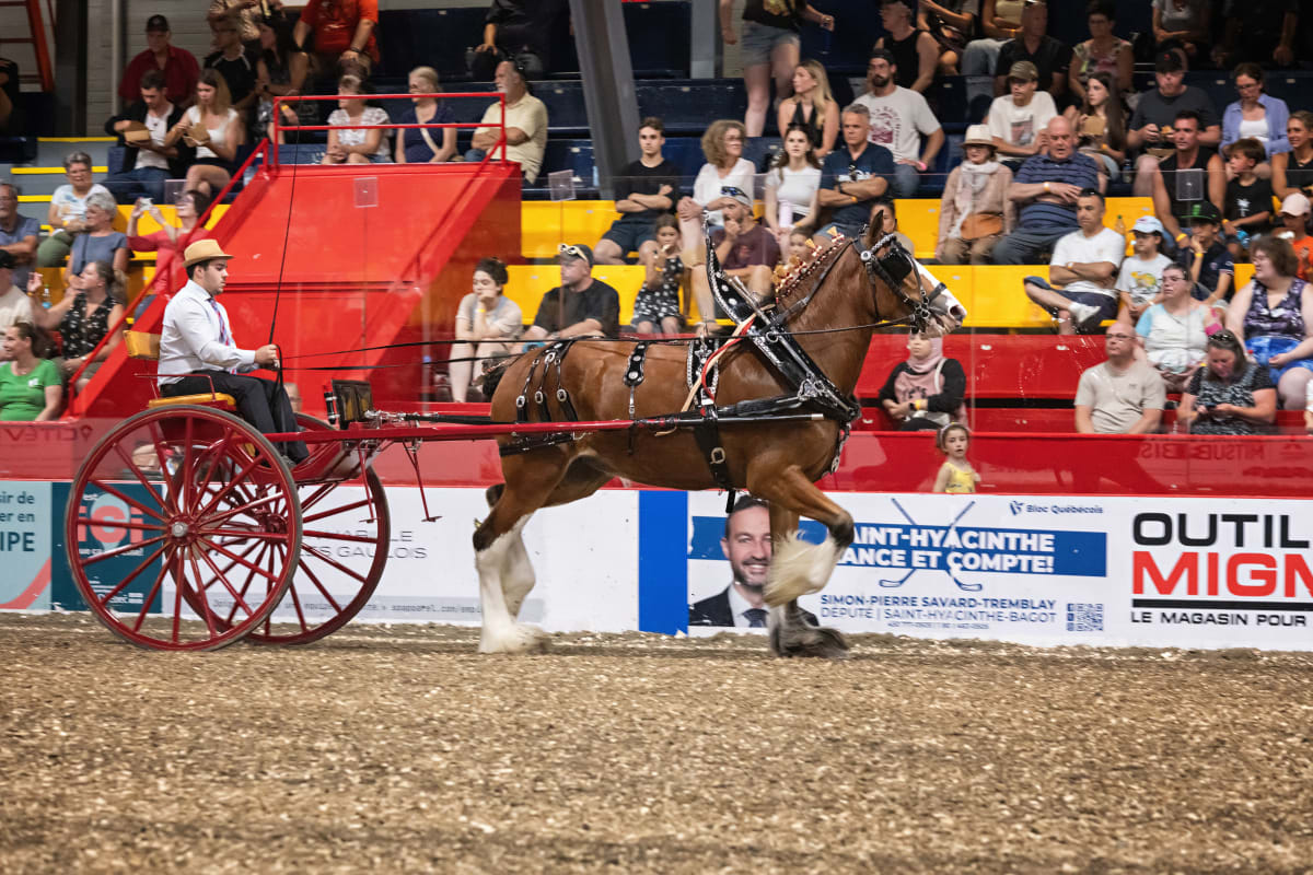 Attelages de chevaux