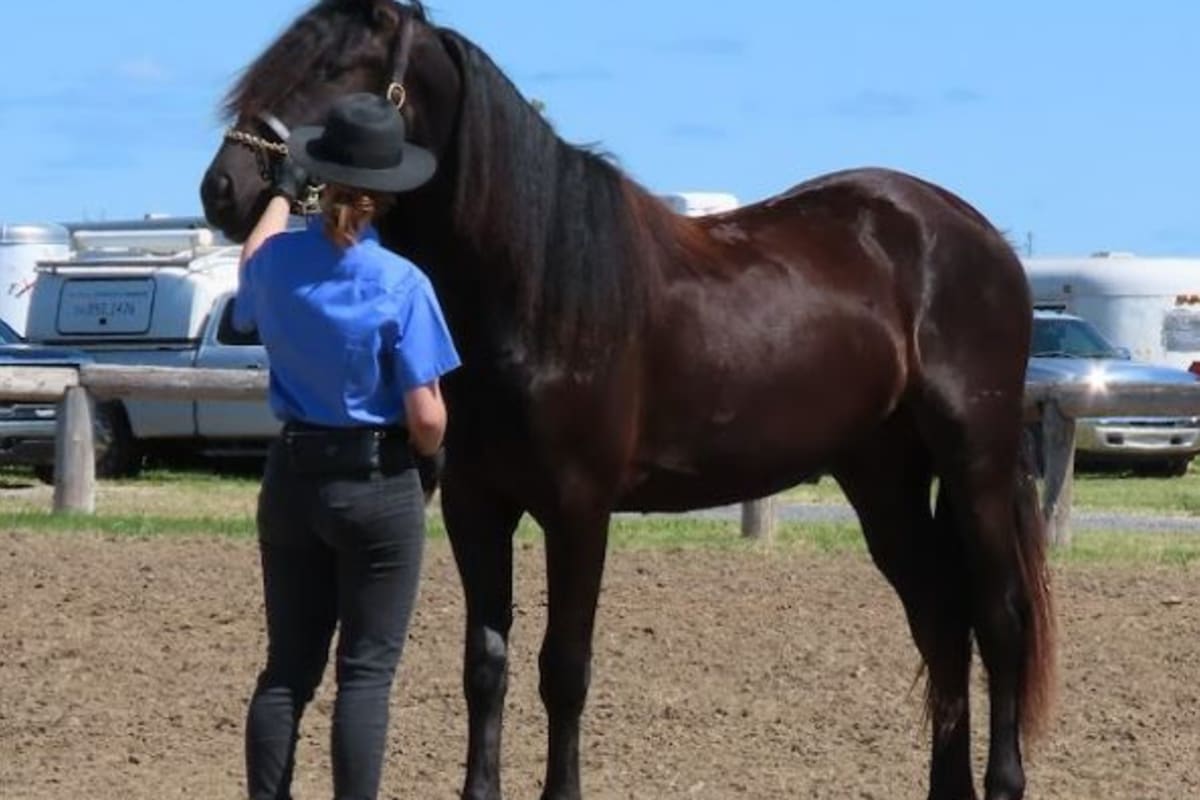 Cheval