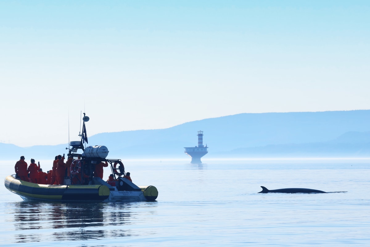 A Zodiac boat near a whale whose back is breaking the surface.