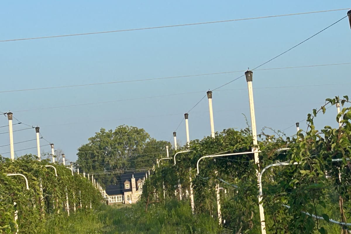 Kiwi plantation in Quebec at Ferme du Mihouli.