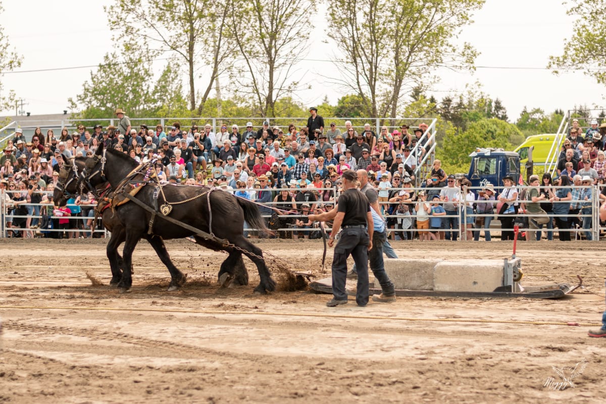 Festival Western de Trois-Pistoles