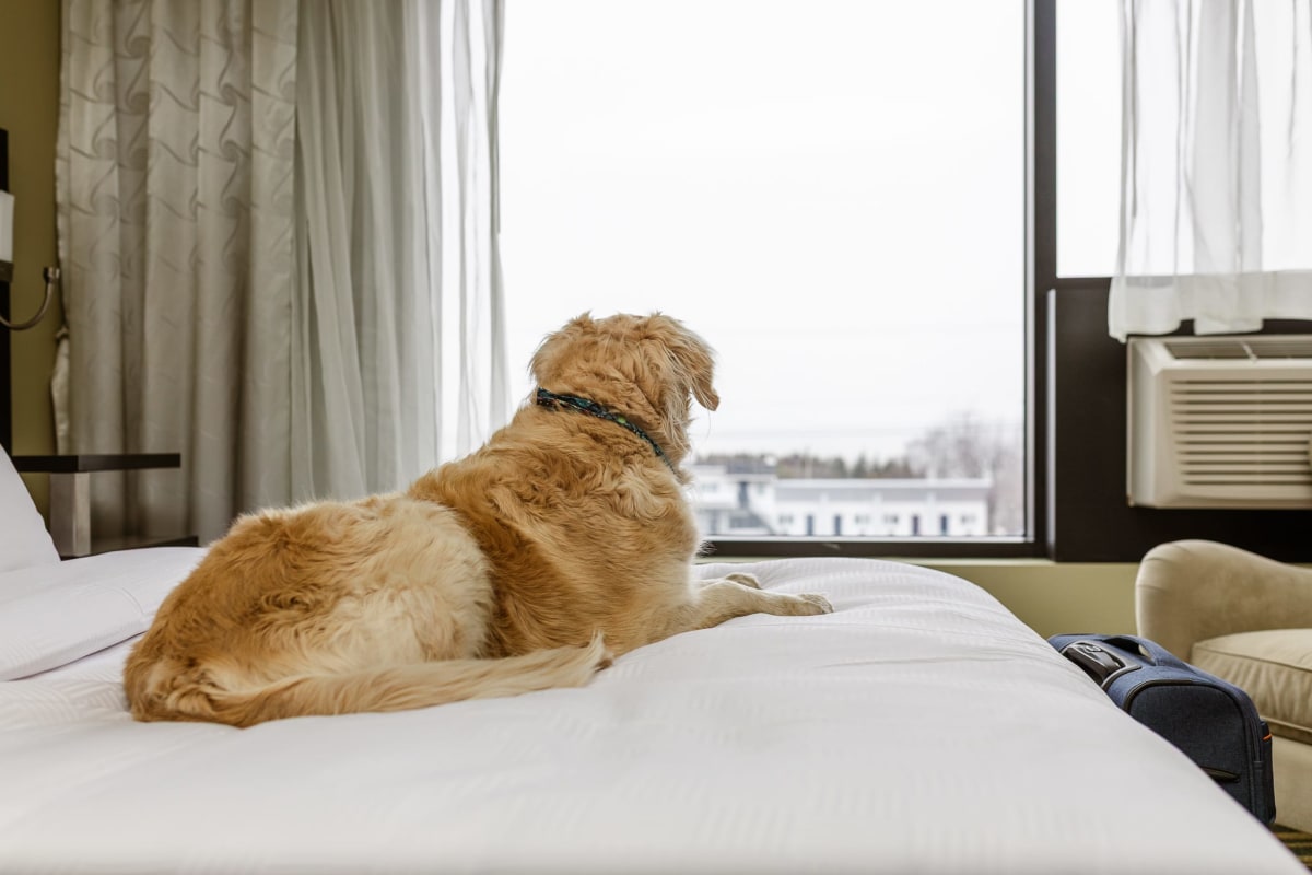 Chien couché sur un lit regardant par la fenêtre à l'Hôtel Levesque
