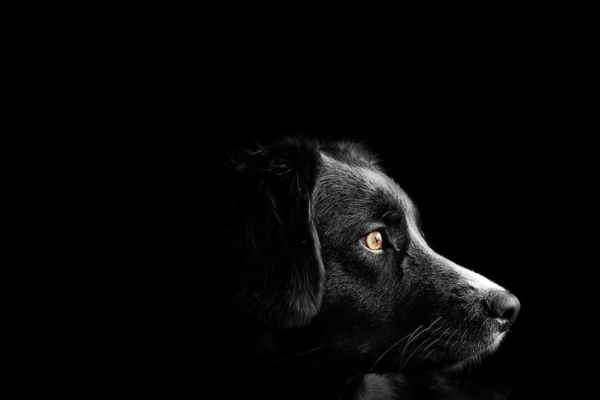 Black dog on a black background.