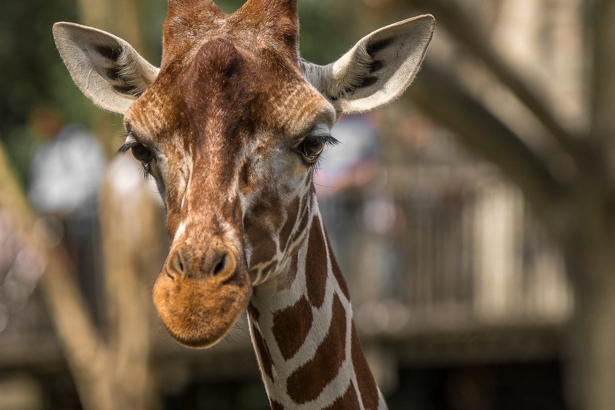 Parc Safari