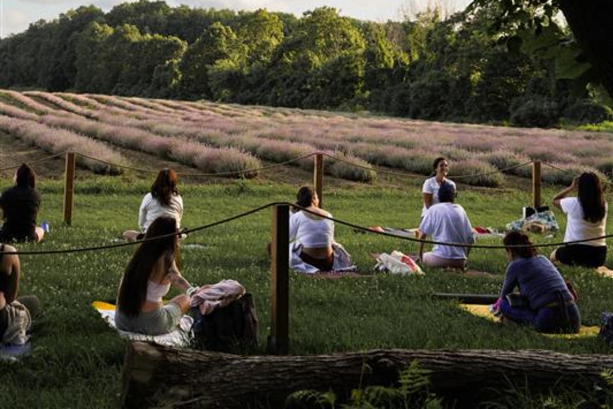 Yoga dans les champs de lavande - Maison Lavande