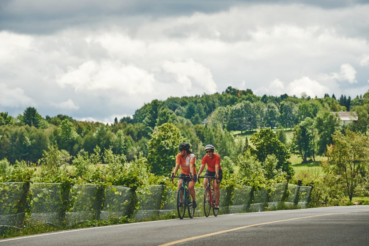 Two people riding bicycles on a paved road lined with vineyards.