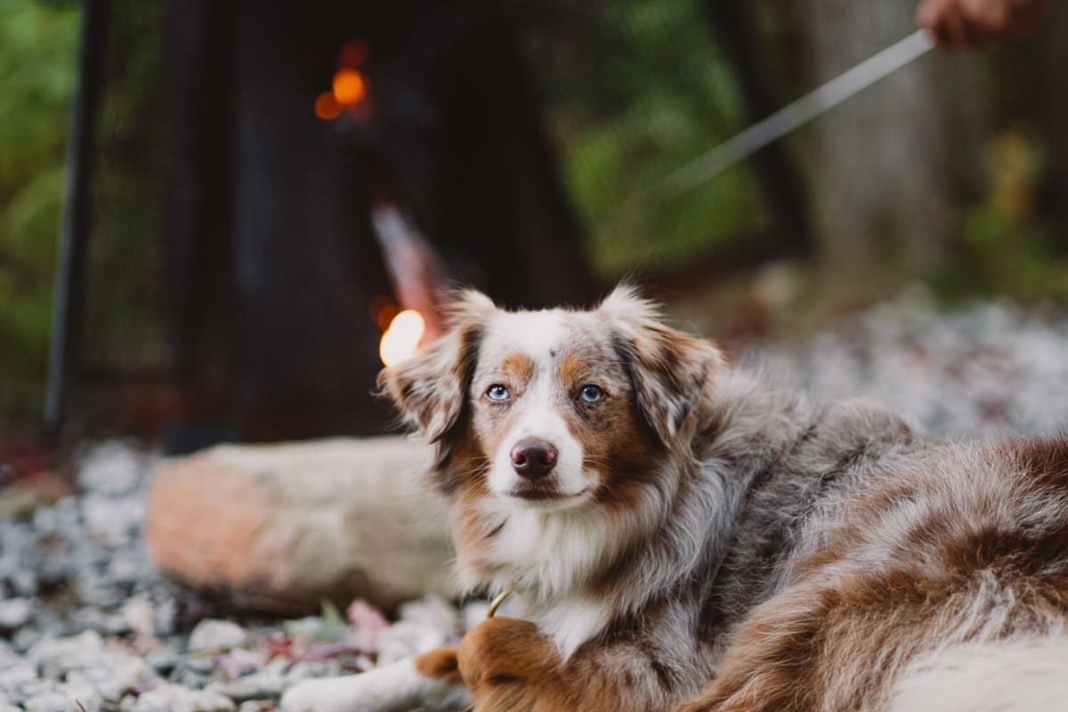 Chien en camping.