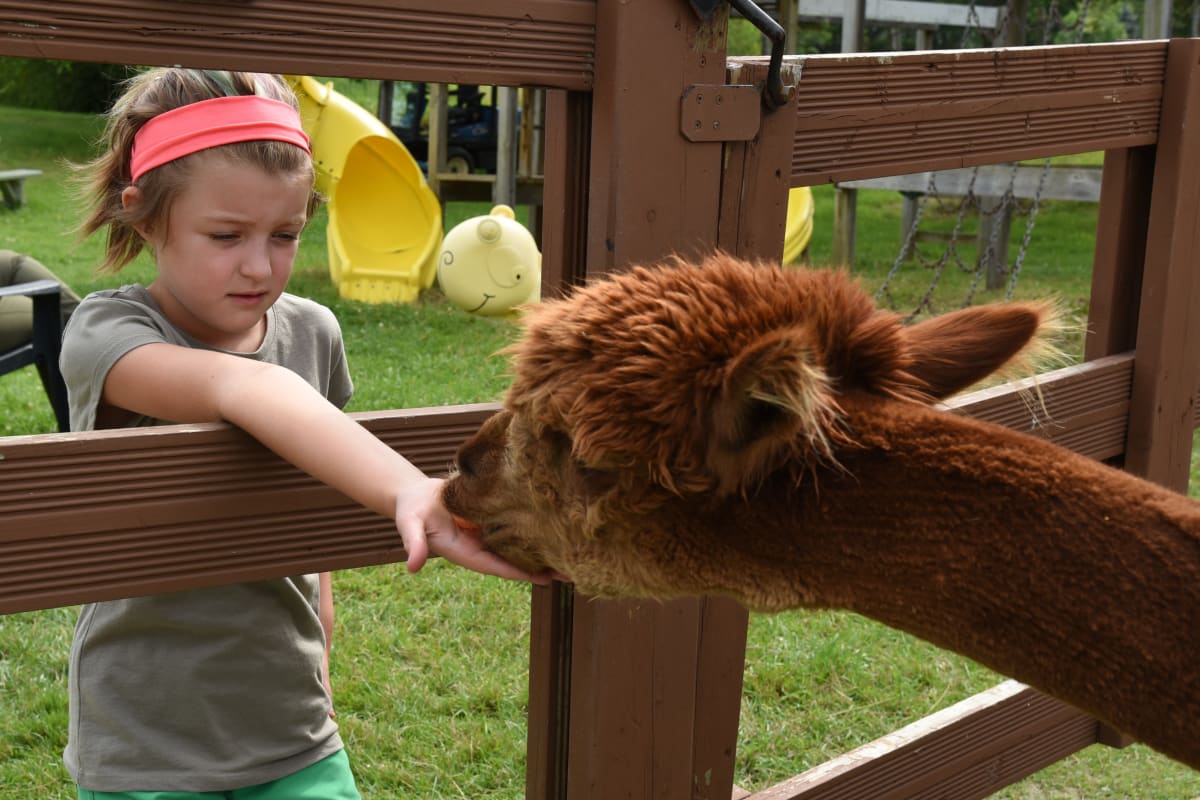 Girl and alpaca at Miellerie Lune de Miel.