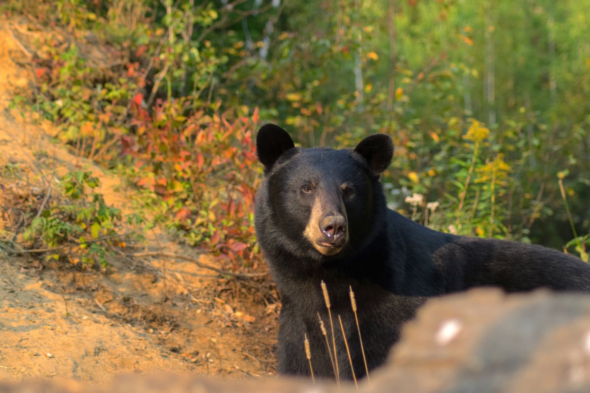 Black bear in the wild in autumn