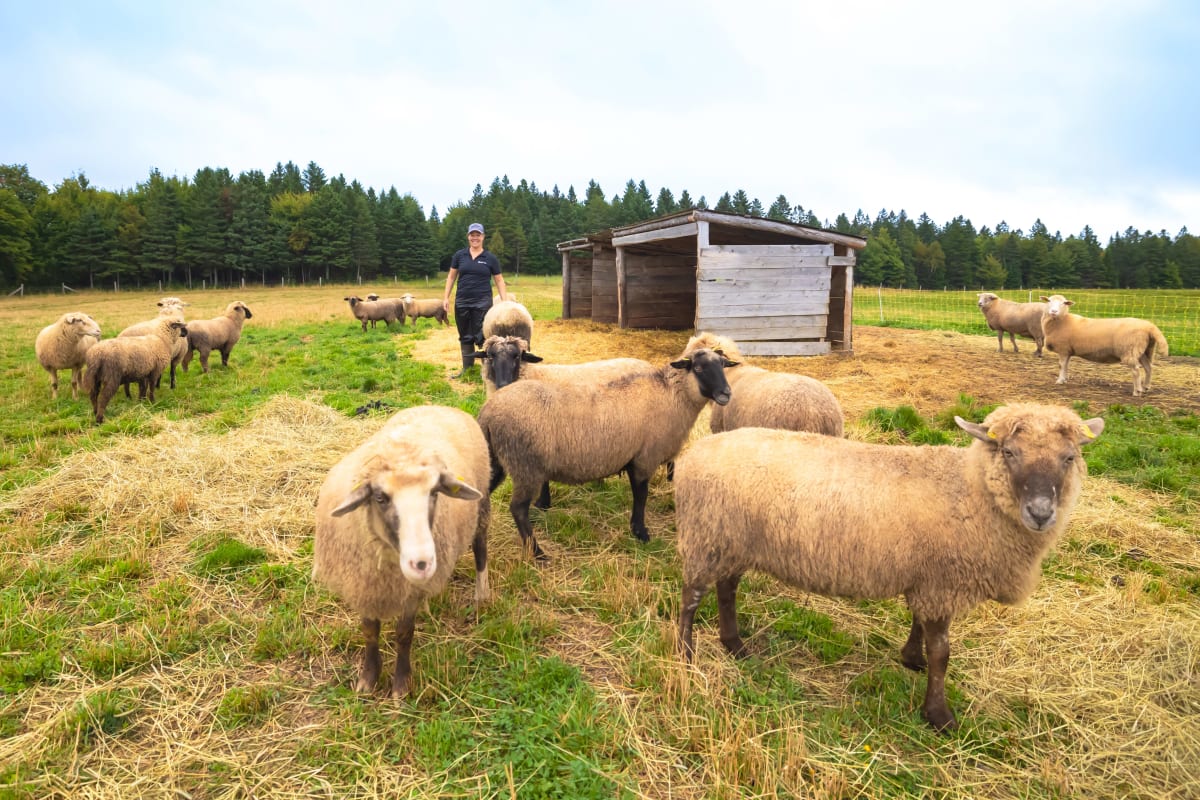 Fermier dans un champ avec des moutons.