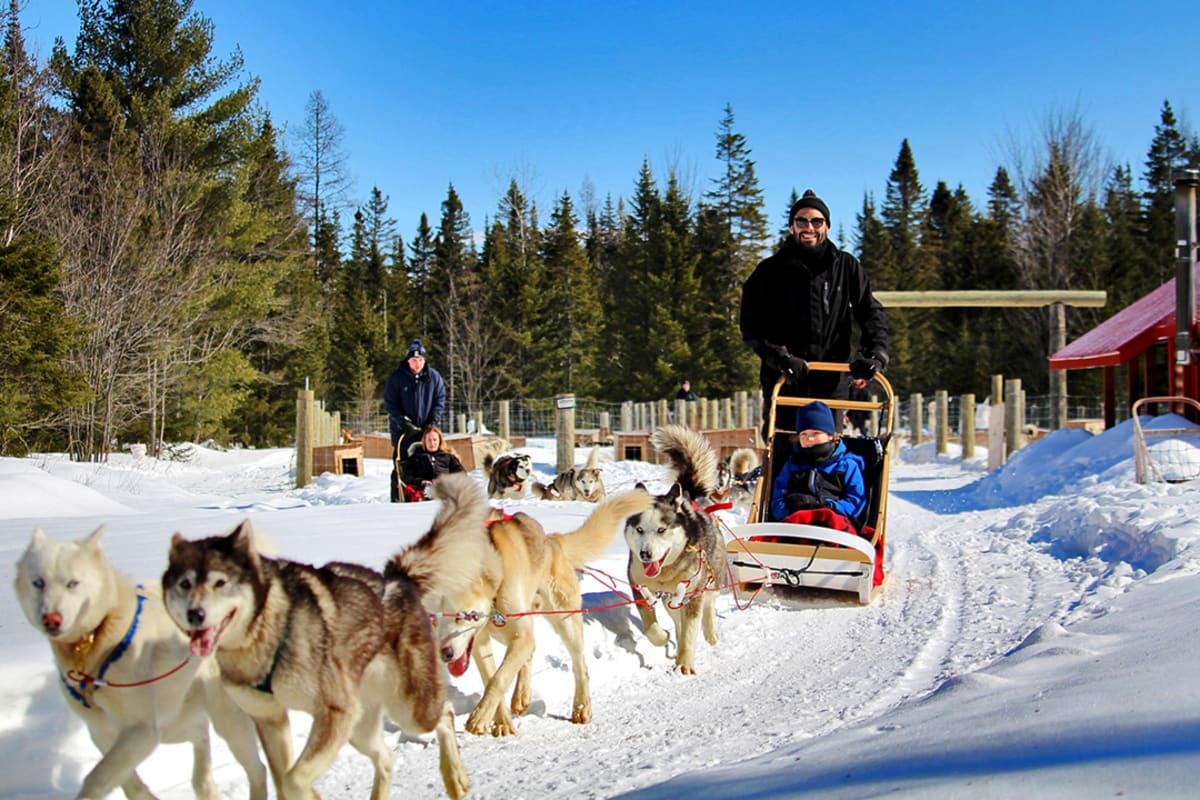 Deux groupes de chiens de traîneau avec des conducteurs et des passagers.