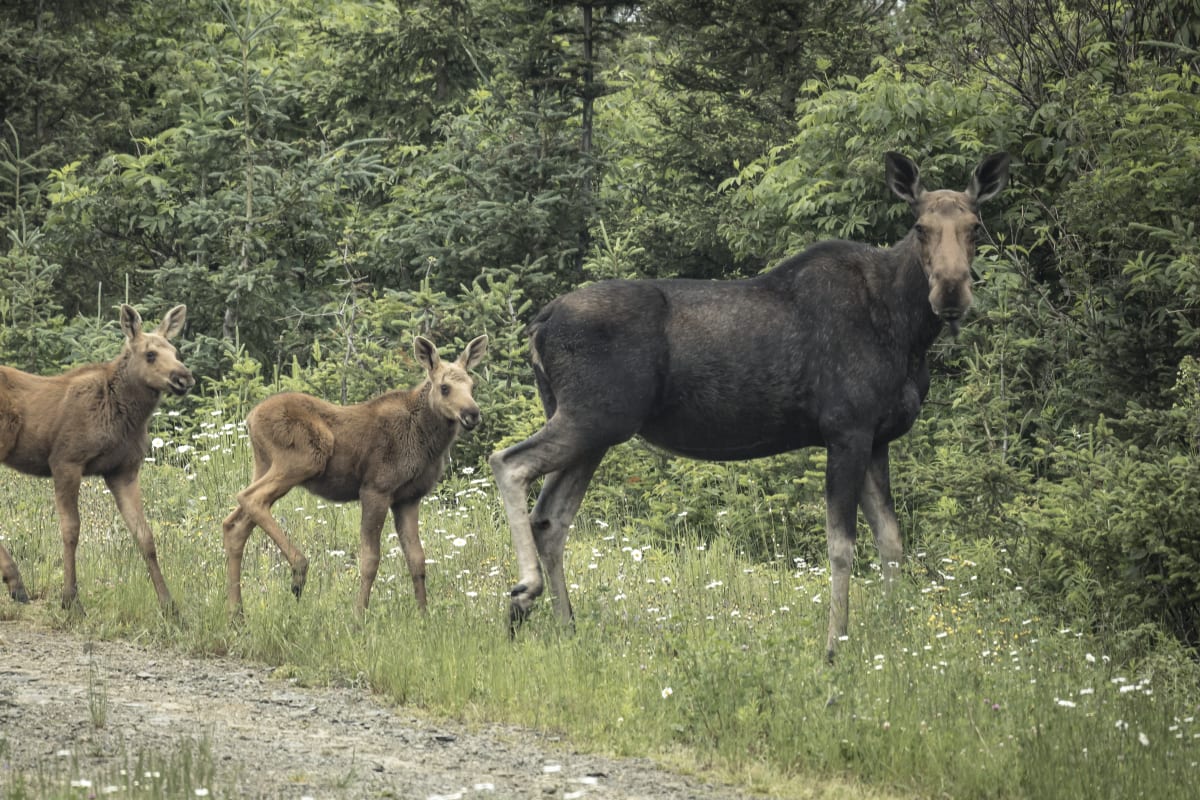 A moose with her two calves.