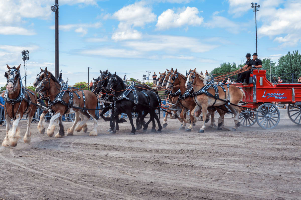 Plusieurs chevaux tirant un chariot rouge à l'Expo agricole de Saint-Hyacinthe.