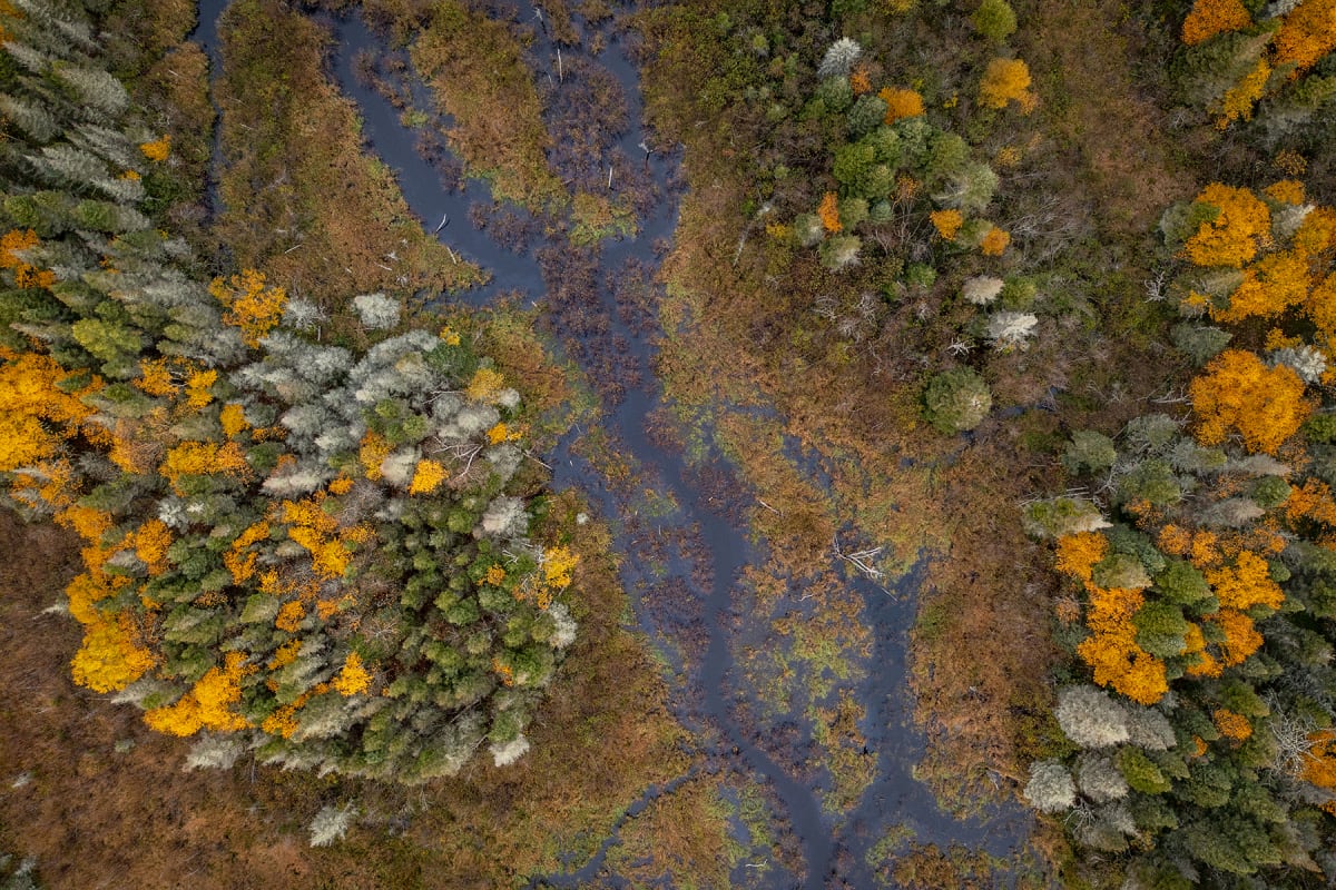 Fall forest seen from above in Côte-Nord.