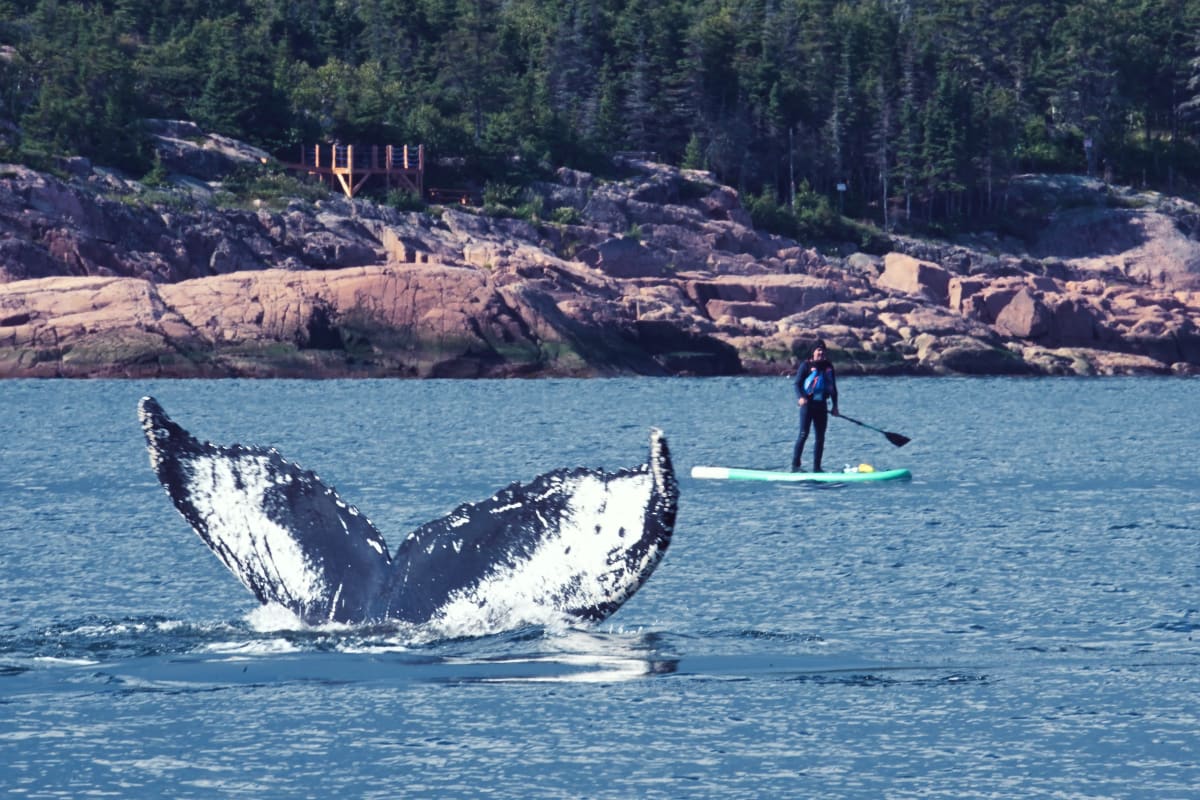 Whale tail out of the water and person on a paddleboard.