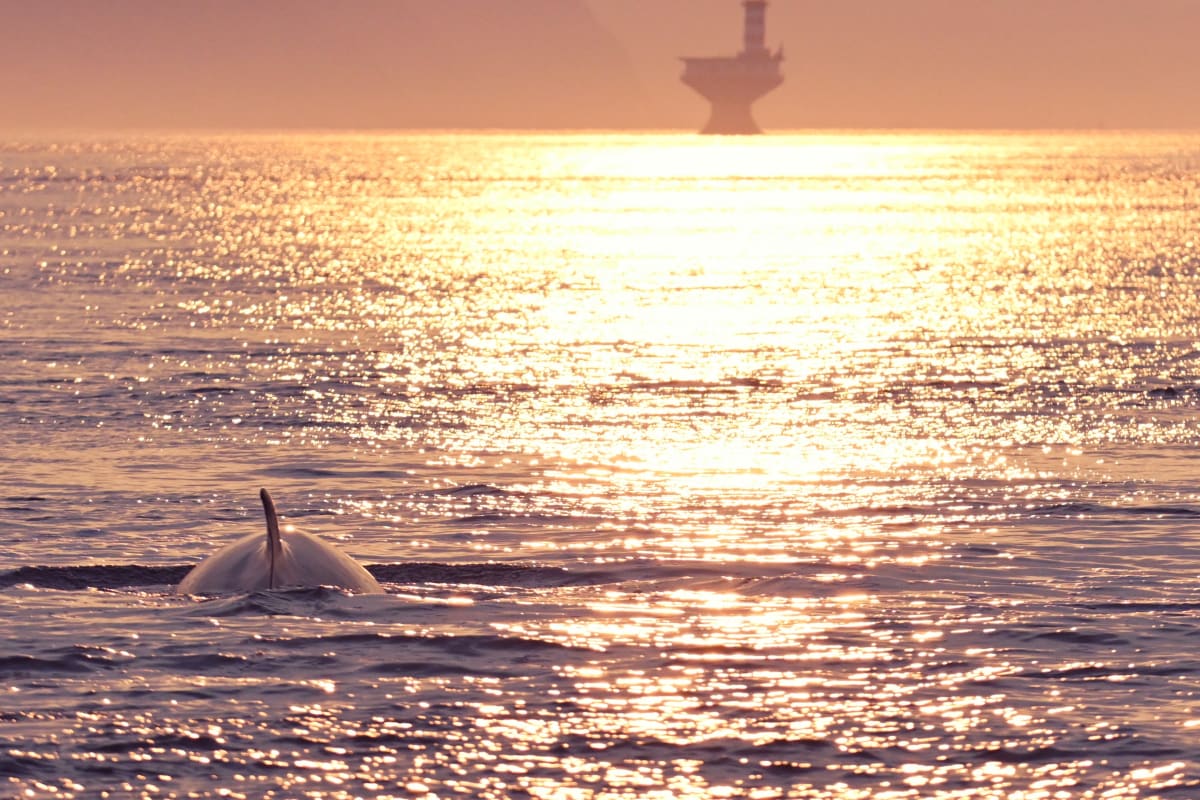 Whale sticking out of the water at sunset.