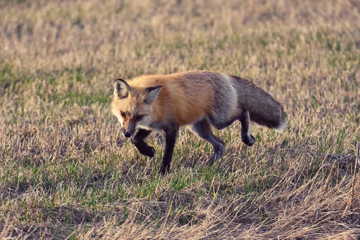 Fox running in Côte-Nord.
