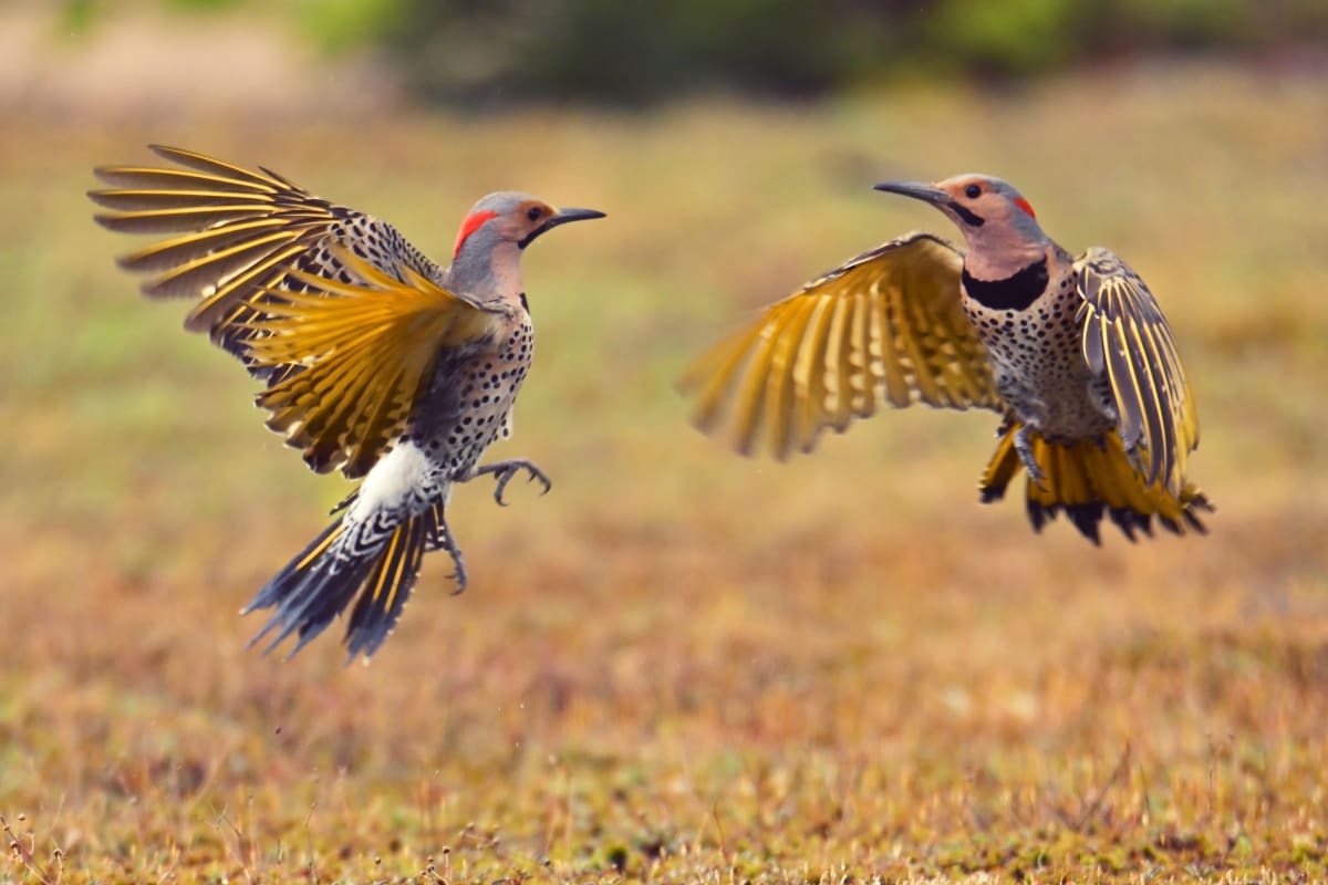 Two birds in mid-flight in Tadoussac.