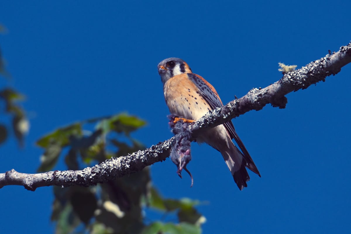 Bird on a branch in Côte-Nord.