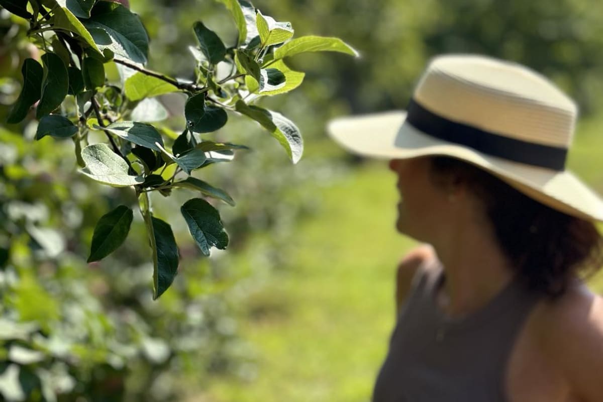 Apple orchard at Musée de la biodiversité.