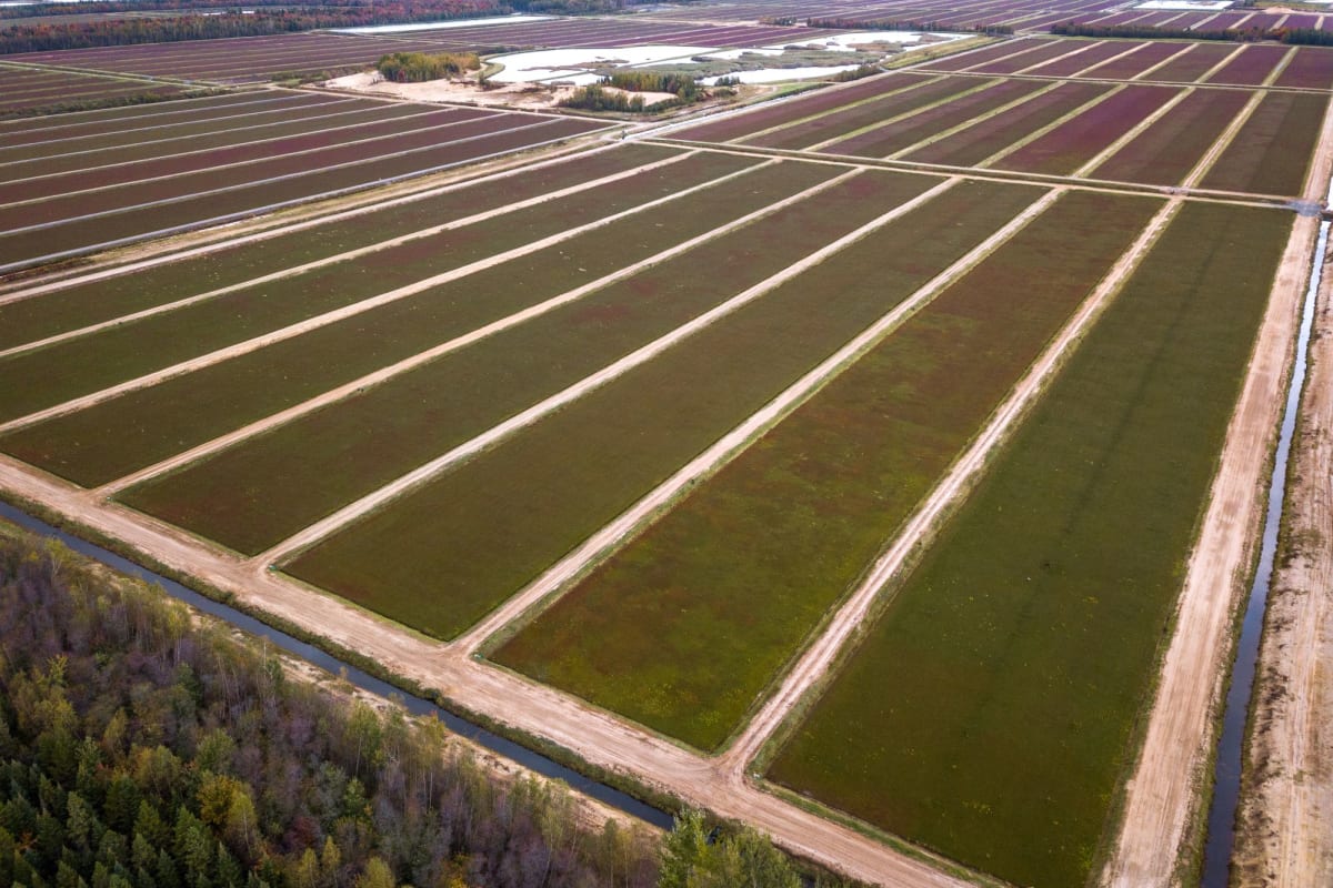 Cranberry fields in Centre-du-Québec.
