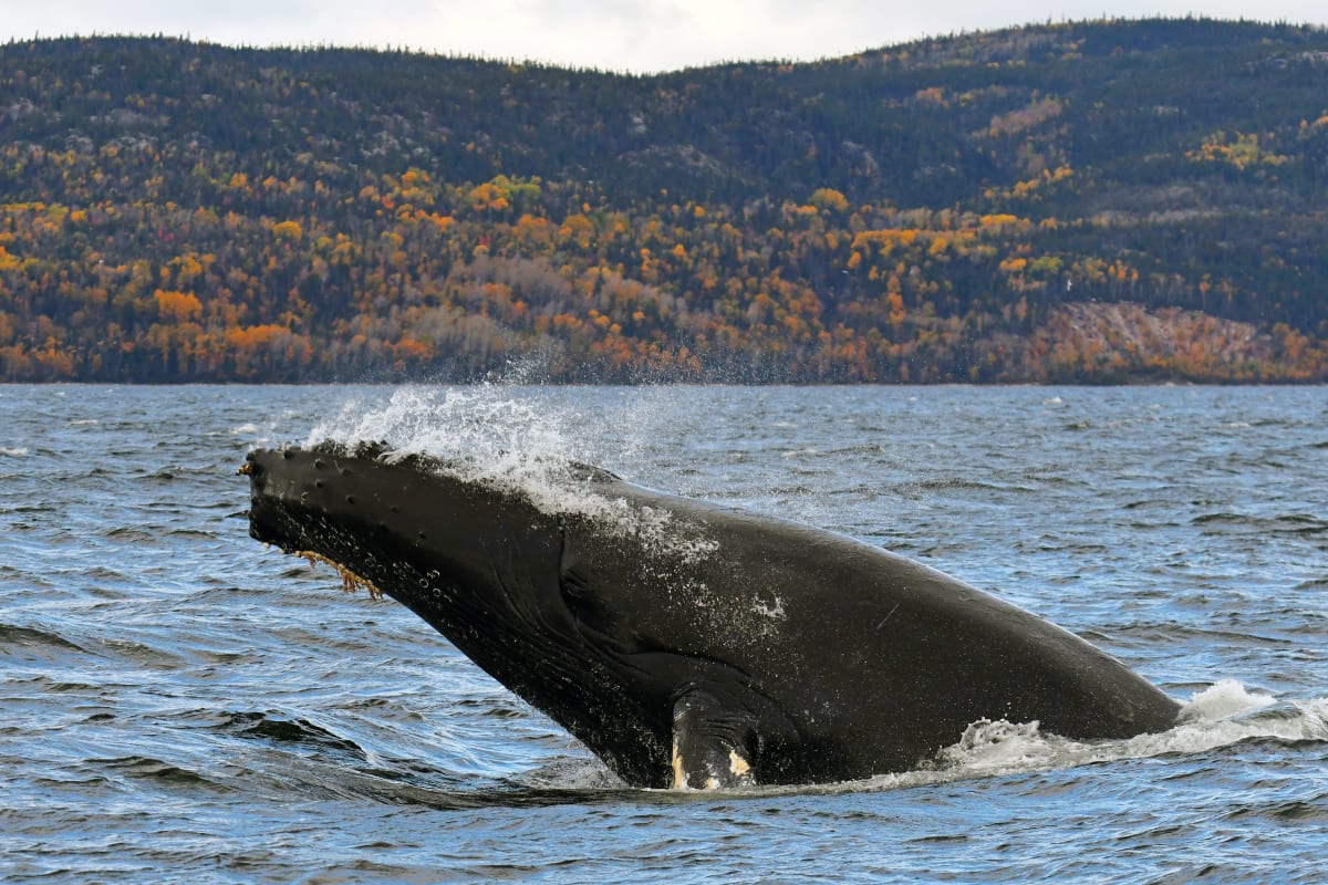 Baleine en automne sur la Côte-Nord.