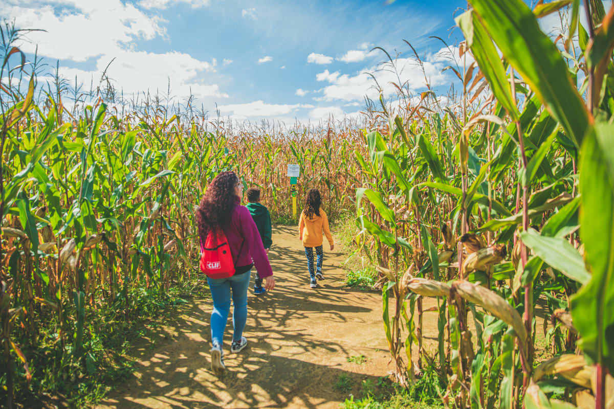 Famille dans le labyrinthe à la Ferme Guy Rivest