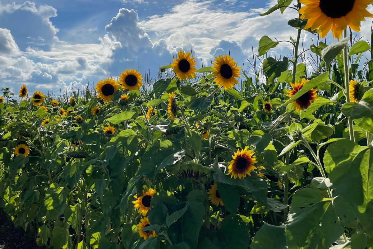 Champ de tournesols à la Ferme Guy Rivest
