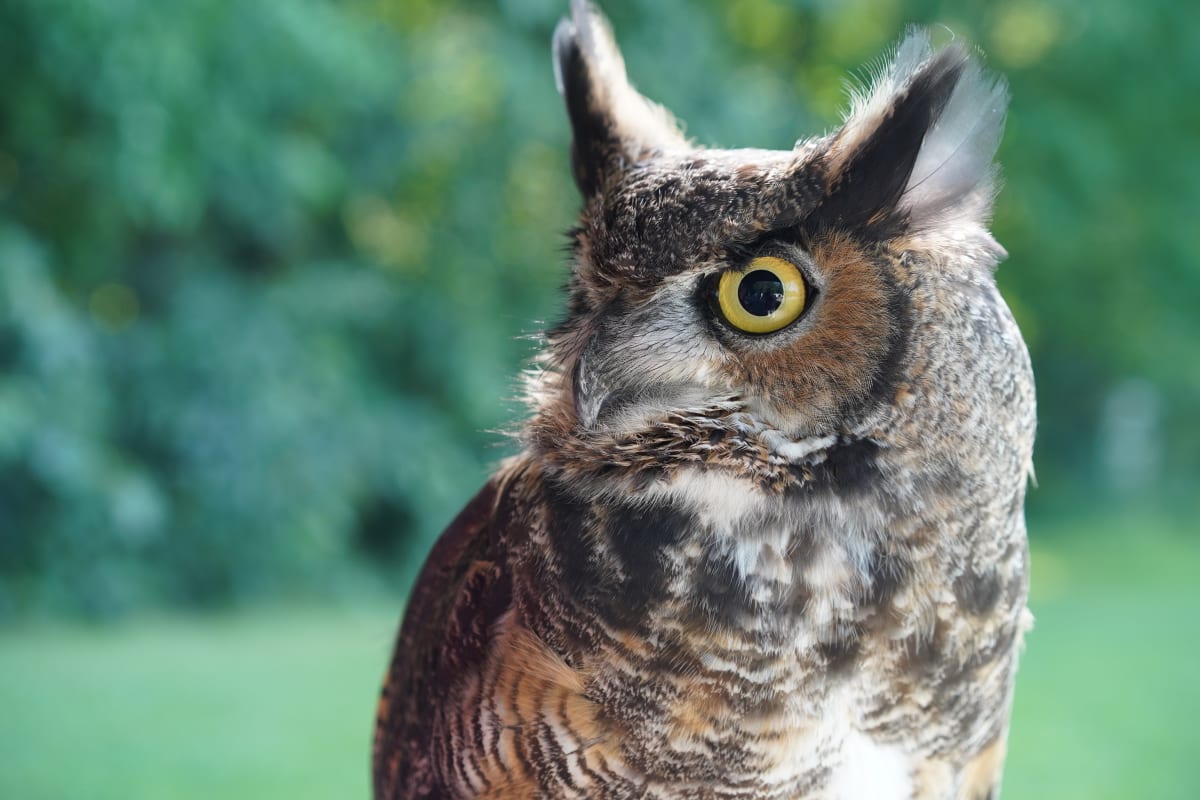 Owl at Chouette à voir!