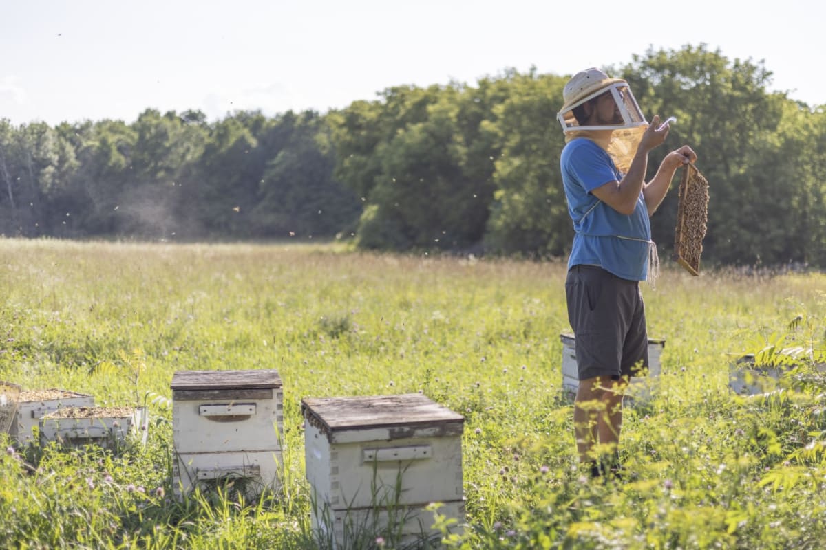 Beehives at la Ferme Les Petites Écores.