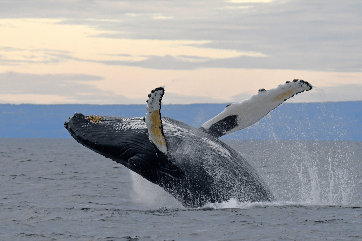 Whale leaping out of the water