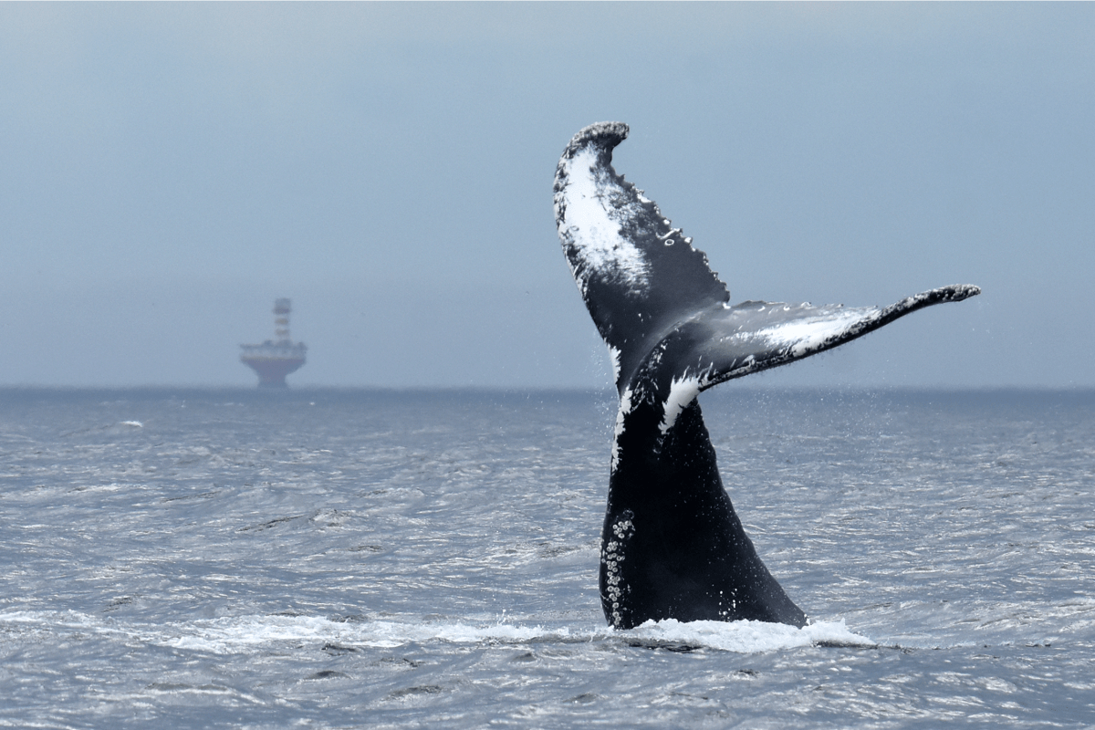 Whale tail