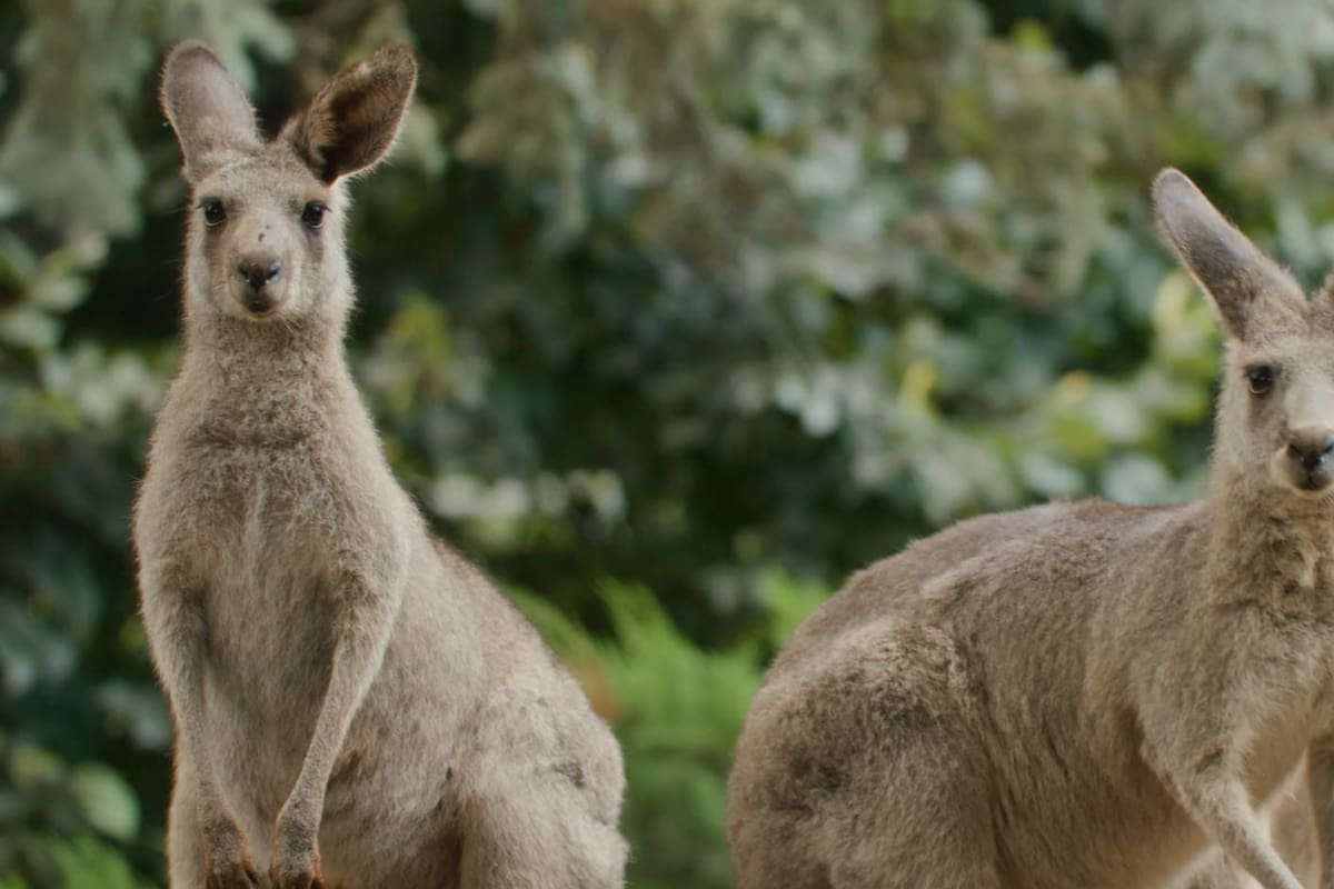 Two kangaroos at the Zoo de Granby