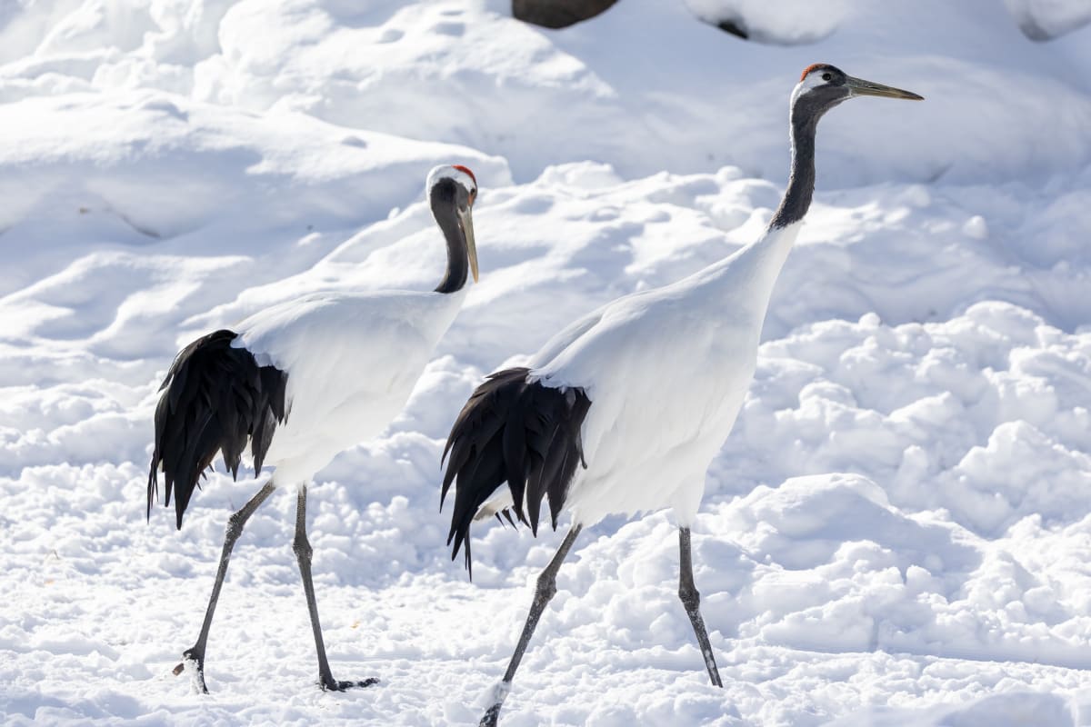 Herons at the Zoo de Granby.