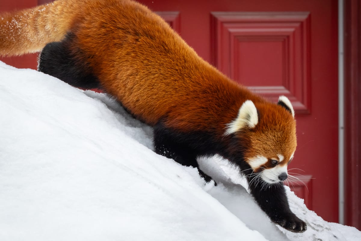 Petit panda au Zoo de Granby.
