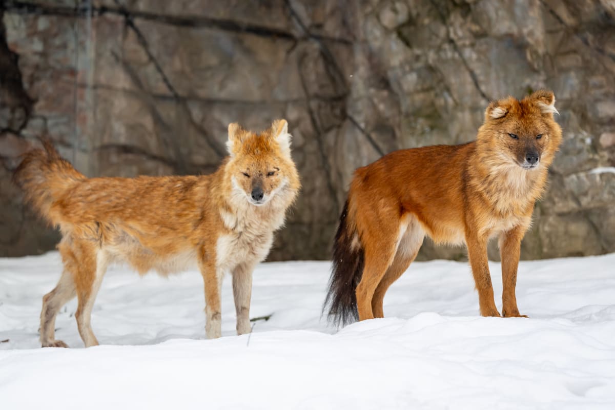 Dholes au Zoo de Granby.