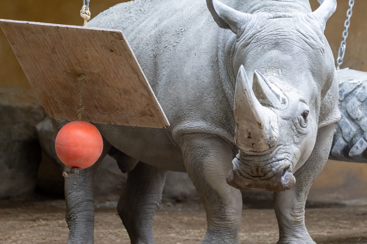 Rhinoceros au Zoo de Granby.