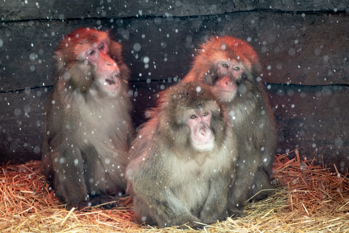 Macaques at the Zoo de Granby.
