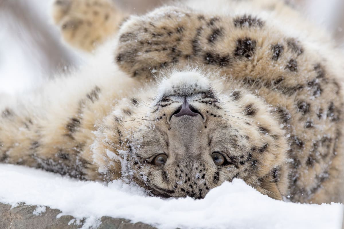 Léopard des neiges au Zoo de Granby.
