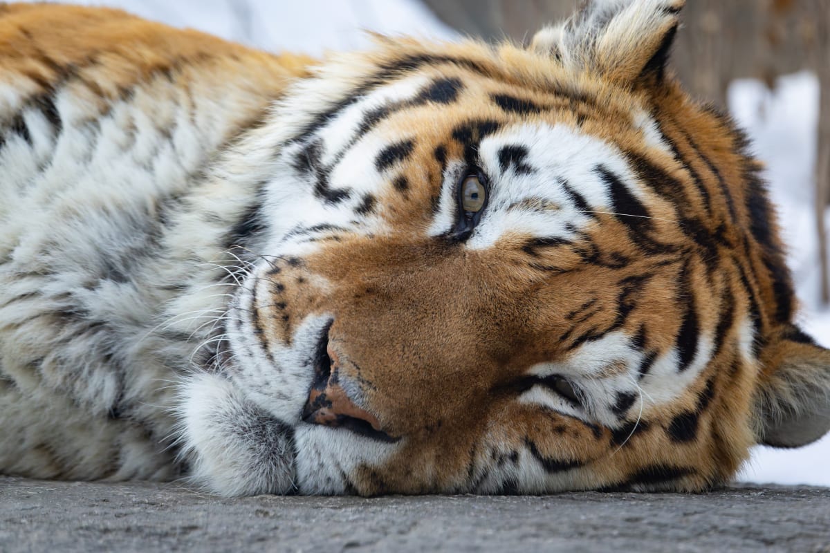 Tigre de l'Amour au Zoo de Granby.