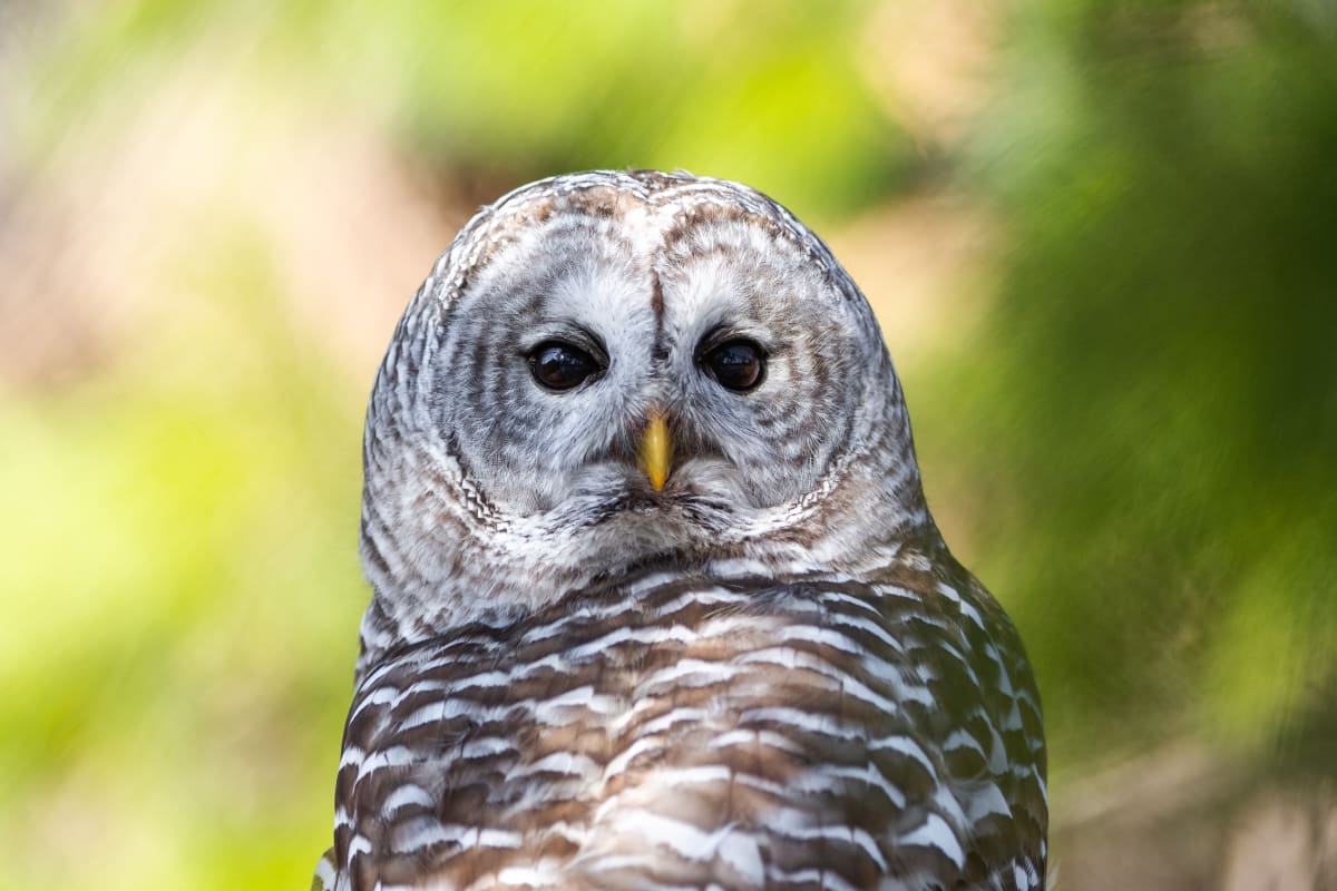 Hibou au Zoo Ecomuseum.