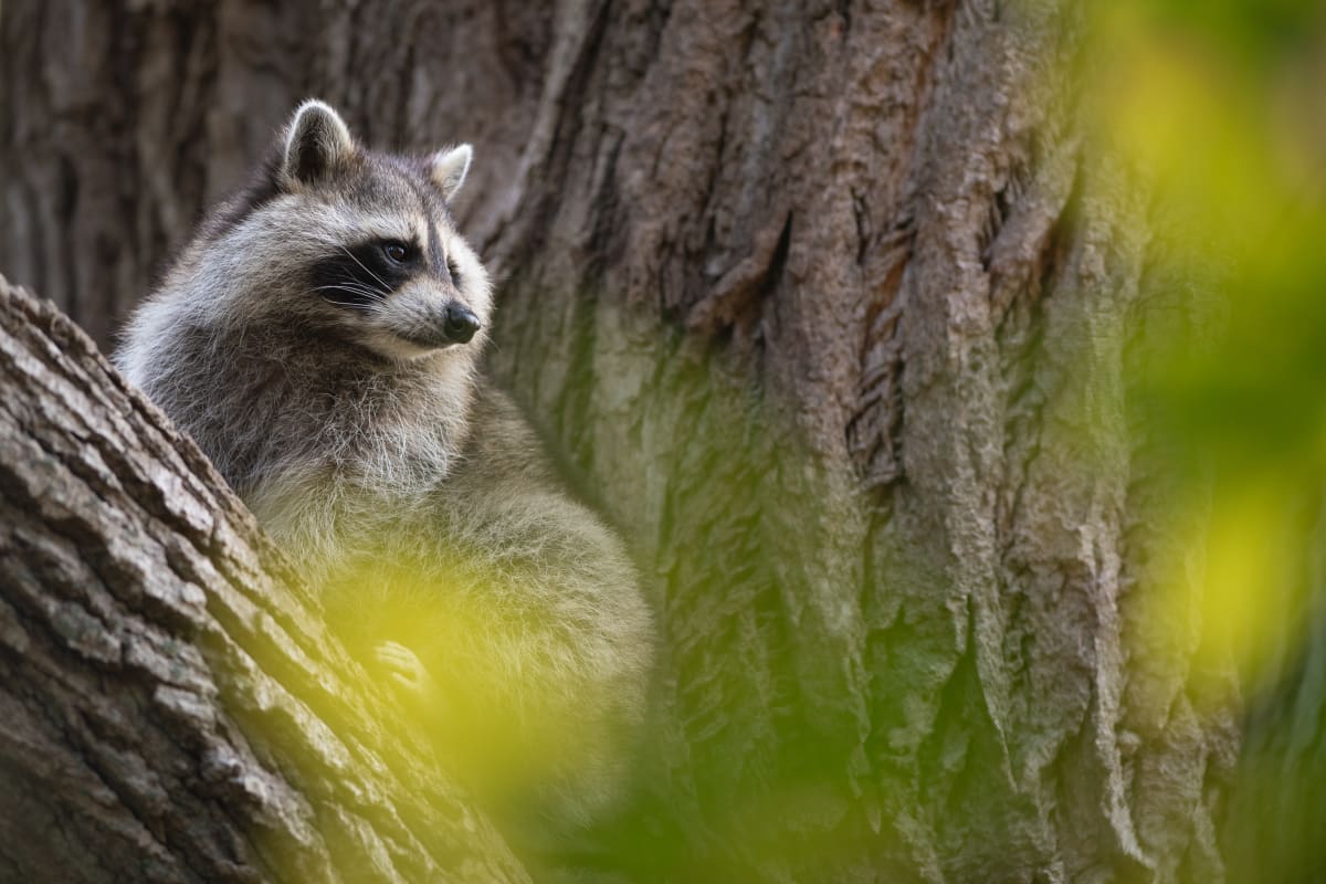 Raton laveur au Zoo Ecomuseum.