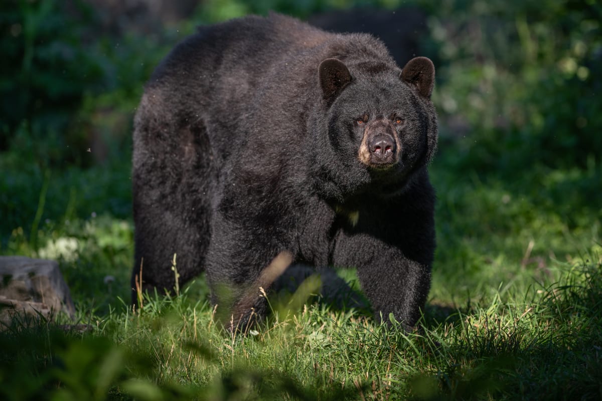 Ours noir