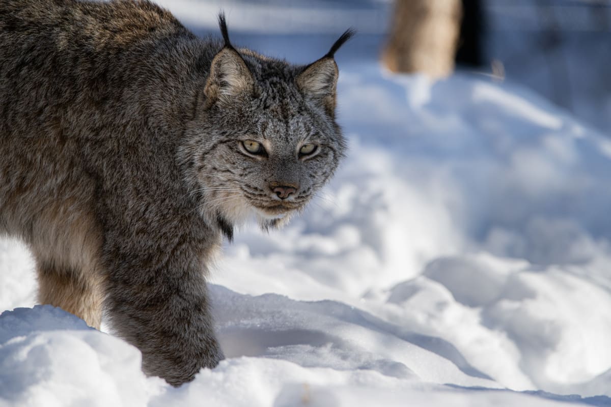 Lynx au Zoo Ecomuseum.
