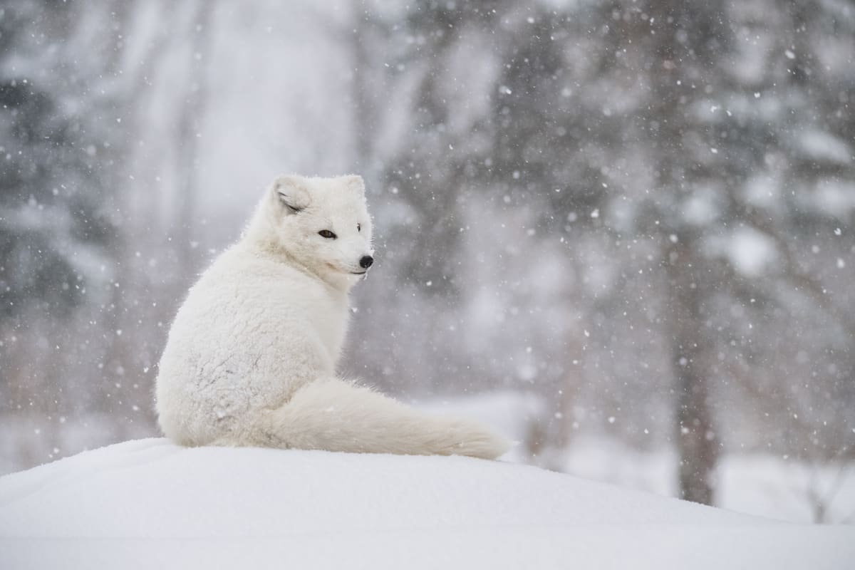 Renard au Zoo Ecomuseum.