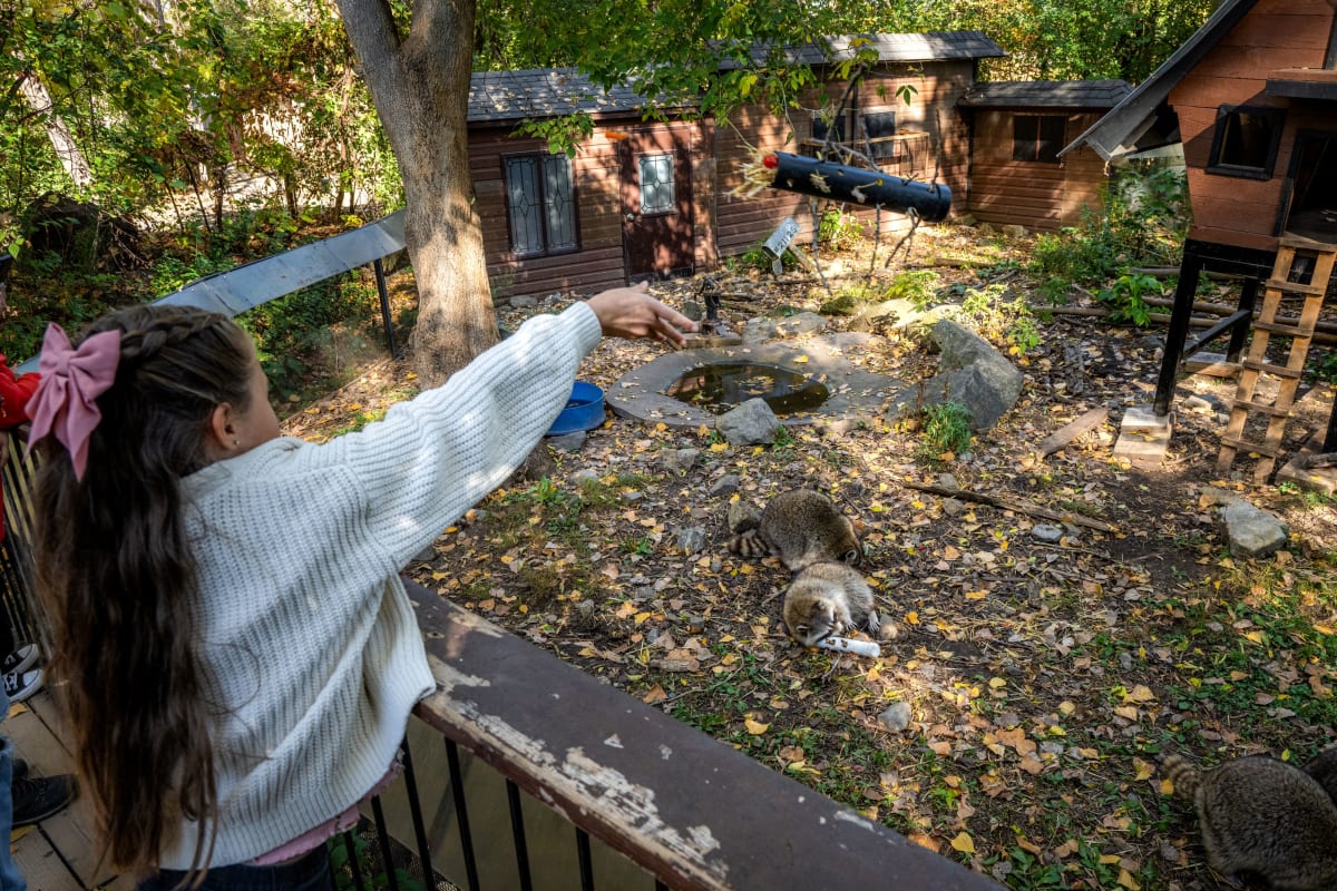 Des enfants nourrissent les animaux urbains